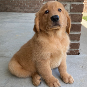 Golden Retriever Puppy Tilly