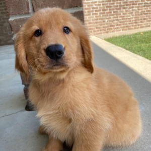 Golden Retriever Puppy Tilly