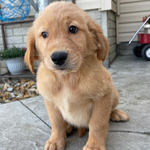 Golden Retriever Puppy Taffy