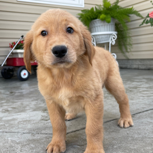 Golden Retriever Puppy Taffy