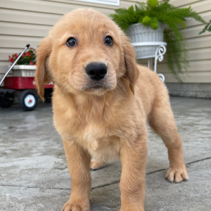 Golden Retriever Puppy Taffy