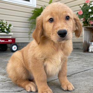 Golden Retriever Puppy Taffy