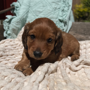 Dachshund Puppy Kameron