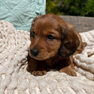 Dachshund Puppy Kameron