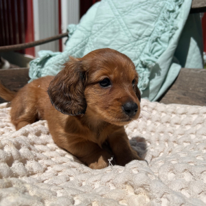 Dachshund Puppy Kameron