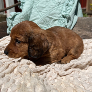 Dachshund Puppy Kameron
