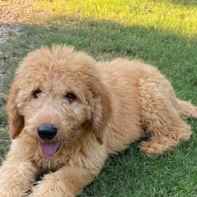Goldendoodle Puppy Emmett