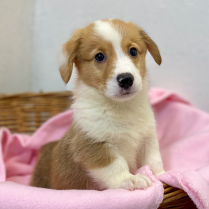 Pembroke Welsh Corgi Puppy Dinos