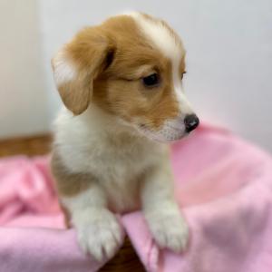 Pembroke Welsh Corgi Puppy Dinos