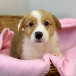 Pembroke Welsh Corgi Puppy Dinos
