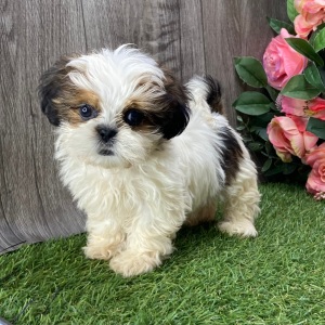 Shih Tzu Puppy Urian