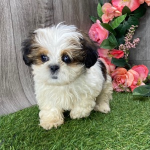 Shih Tzu Puppy Urian