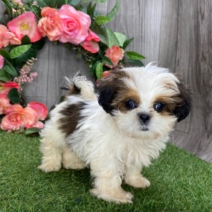 Shih Tzu Puppy Urian