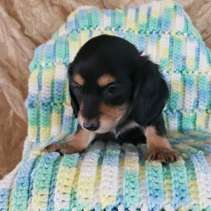 Dachshund Puppy Freddie