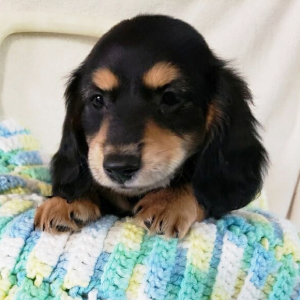 Dachshund Puppy Freddie