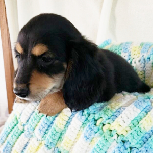 Dachshund Puppy Freddie
