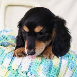 Dachshund Puppy Freddie