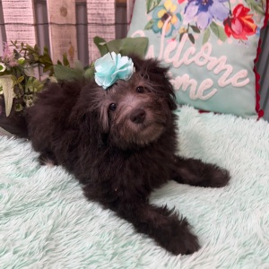Pomapoo Puppy Becca