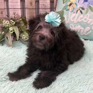 Pomapoo Puppy Becca