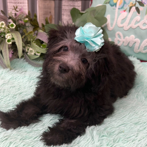 Pomapoo Puppy Becca