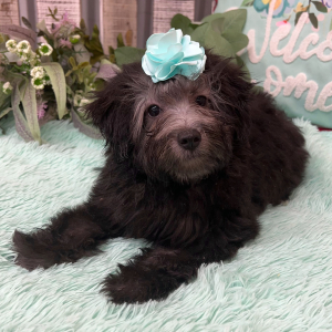 Pomapoo Puppy Becca