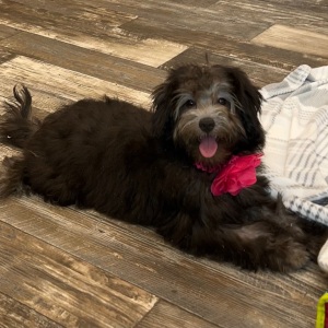 Pomapoo Puppy Becca