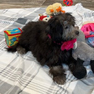 Pomapoo Puppy Becca