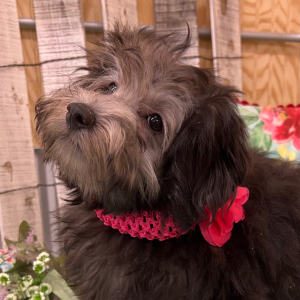Pomapoo Puppy Becca