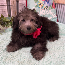 Pomapoo Puppy Becca