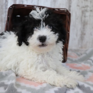 Havanese Puppy Bobo