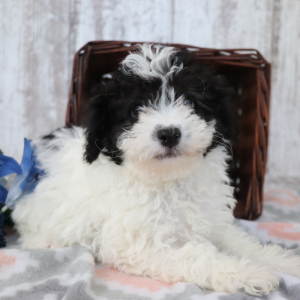 Havanese Puppy Bobo