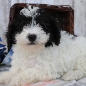 Havanese Puppy Bobo
