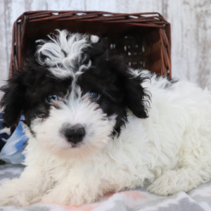 Havanese Puppy Bobo