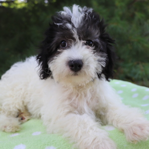 Havanese Puppy Bobo