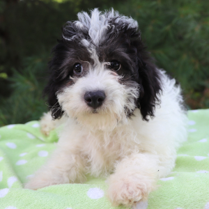 Havanese Puppy Bobo