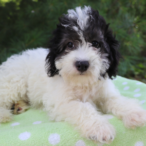 Havanese Puppy Bobo