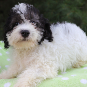 Havanese Puppy Bobo