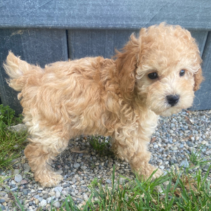 Poodle Puppy Charles