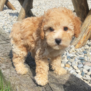 Poodle Puppy Charles