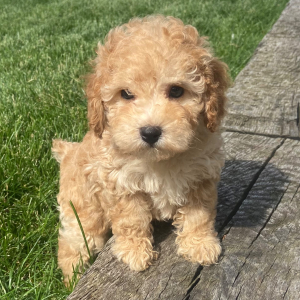 Poodle Puppy Charles