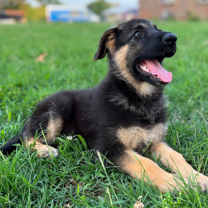 German Shepherd Dog Puppy Ava