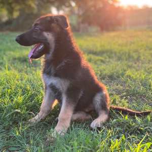 German Shepherd Dog Puppy Ava