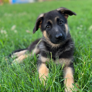 German Shepherd Dog Puppy Ava