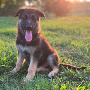 German Shepherd Dog Puppy Ava