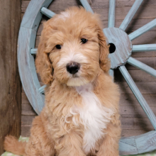Bernedoodle Puppy Stanley