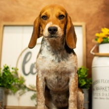 Beagle Puppy Jewels