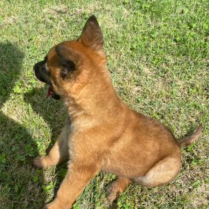 Belgian Malinois Puppy Jace