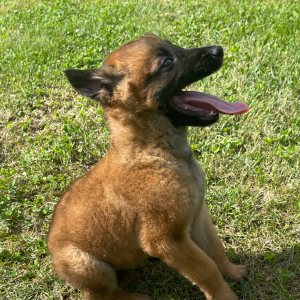 Belgian Malinois Puppy Jace