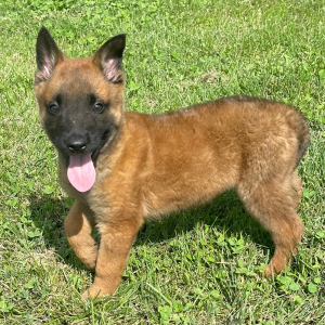 Belgian Malinois Puppy Jace