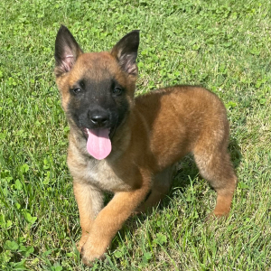 Belgian Malinois Puppy Jace